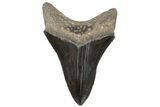 Serrated, Fossil Megalodon Tooth - Georgia #84150-2